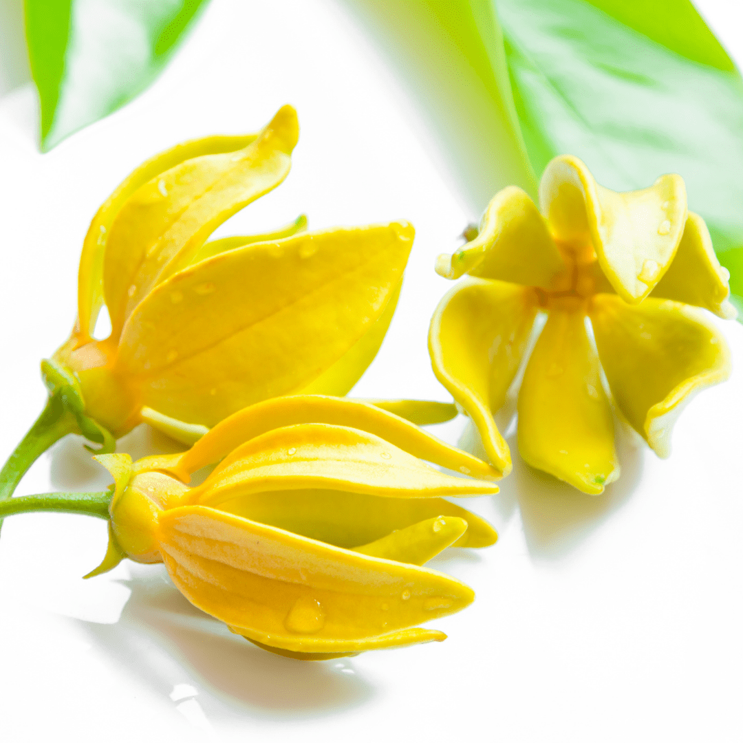 planta de ylang ylang